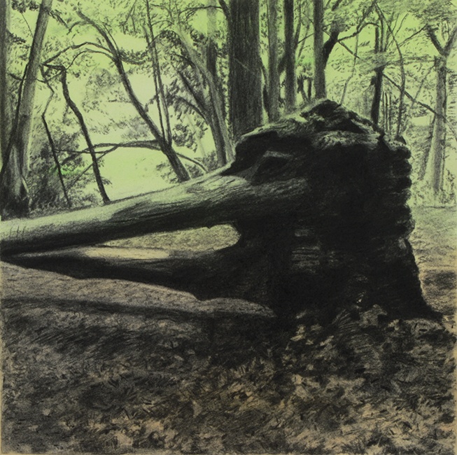 Forest Drawings - Stumps