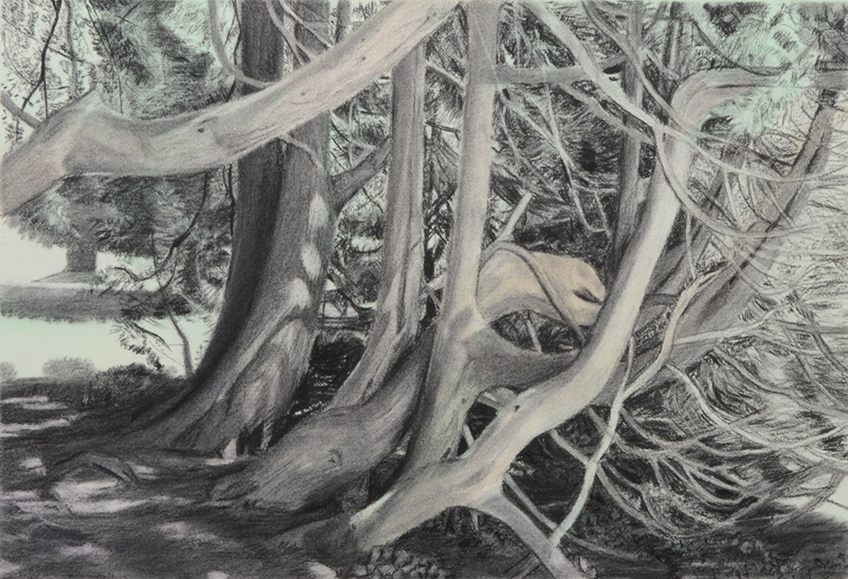 Forest Drawings - Trees and Roots